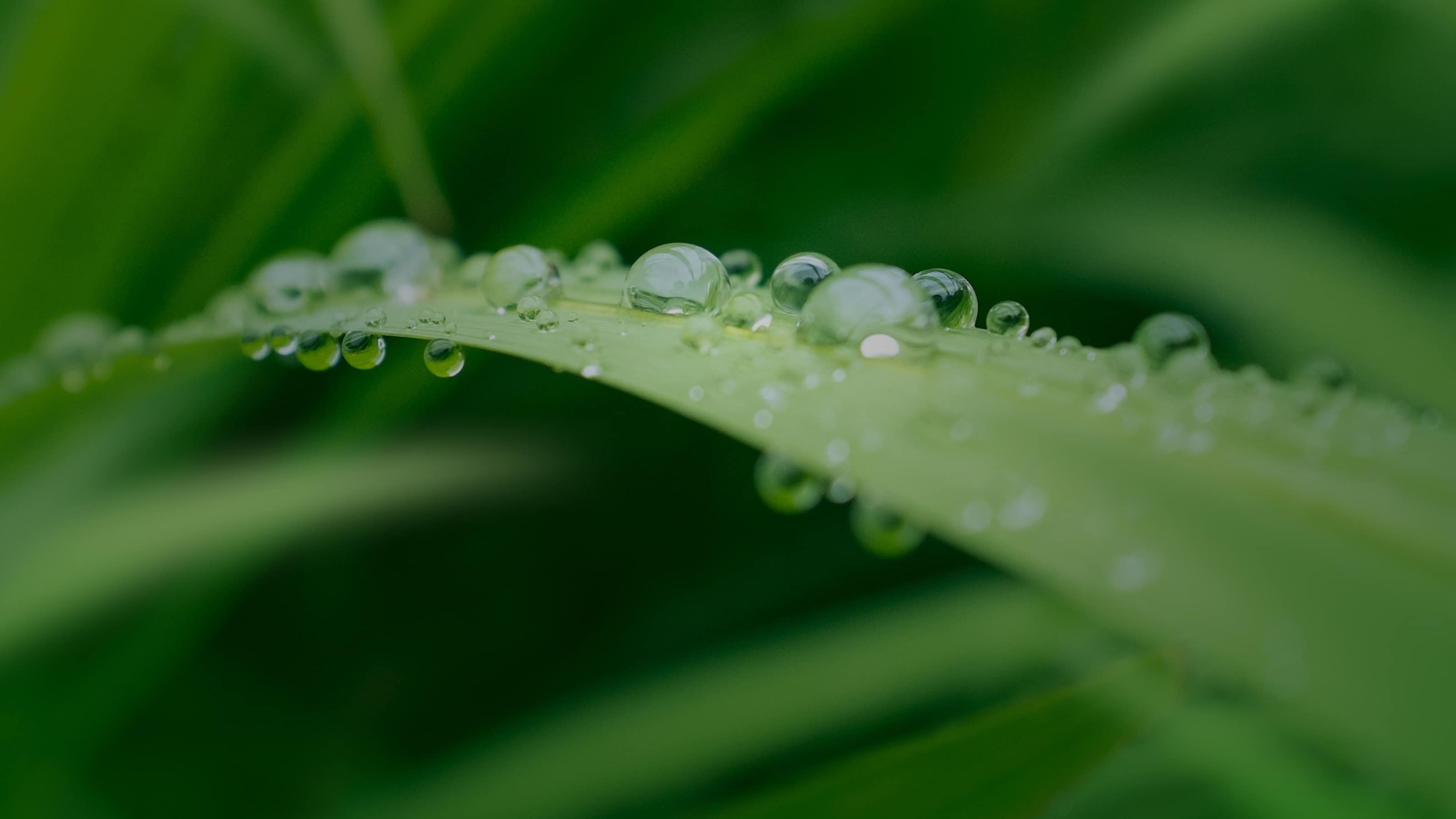 Des solutions en gel pour la préservation des bois - Groupe Berkem